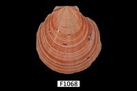 藏品(臺灣日月蛤)的圖片